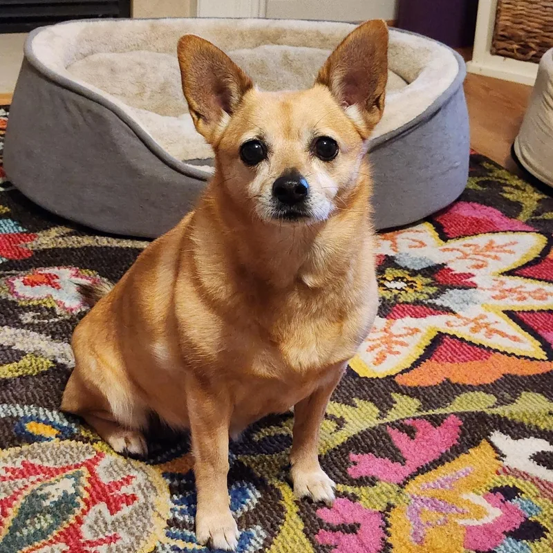 A senior small-sized female Yellow / Tan / Blond / Fawn Chihuahua dog named Hailey for adoption in Richmond, VA