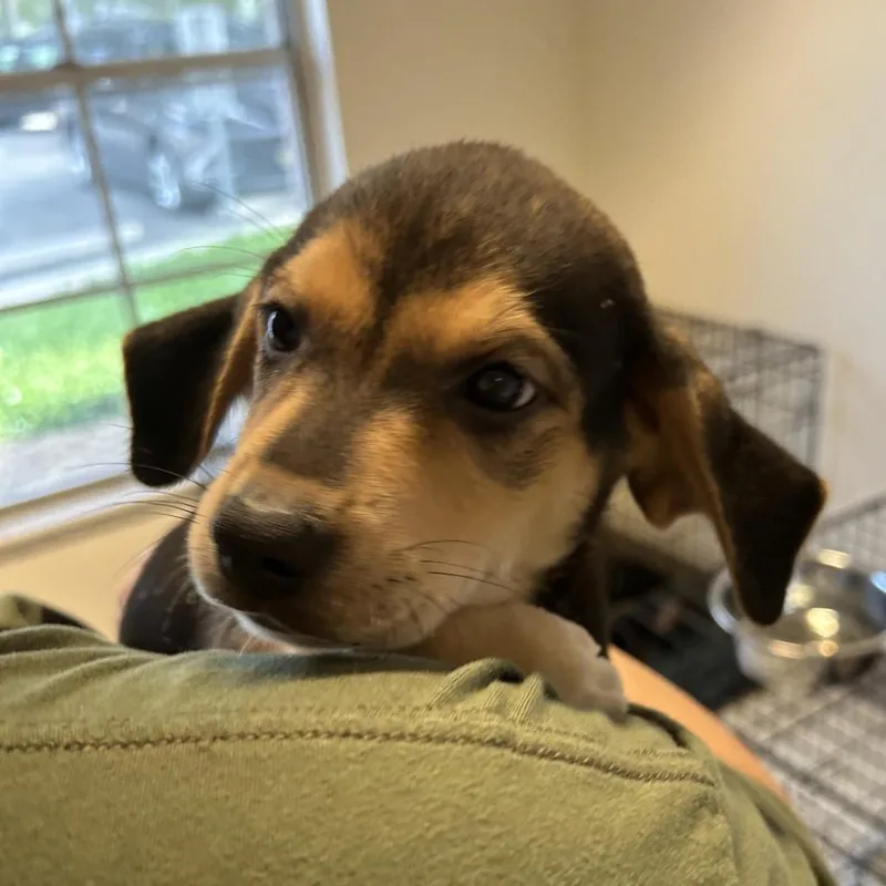 A baby small-sized male Black Hound dog named Elm for adoption in San Antonio, TX