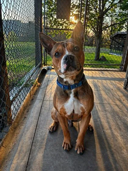 An adult medium-sized male Pit Bull Terrier dog named Peter Pan for adoption in Bloomsburg, PA