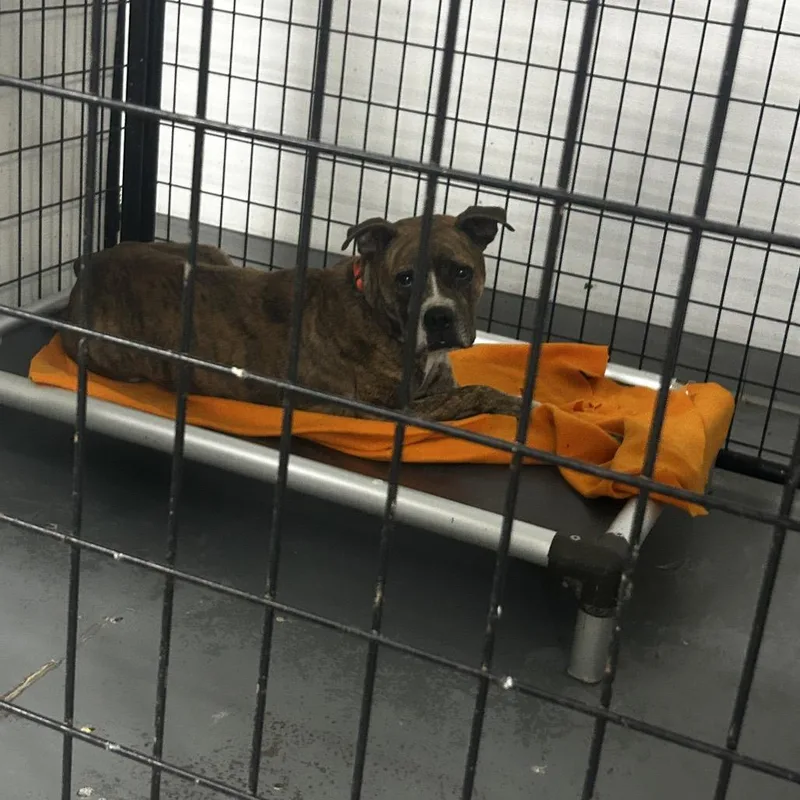 An adult medium-sized male Red / Chestnut / Orange Terrier dog named Dazzi for adoption in St. Louis, MO