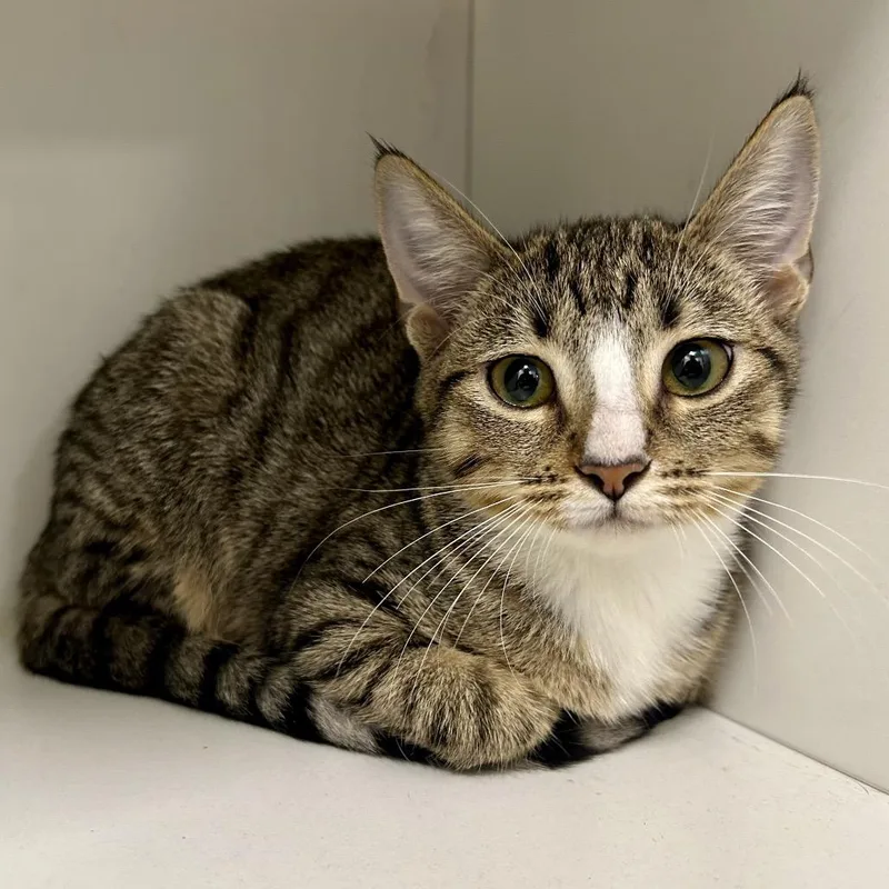 A baby small-sized female Gray / Blue / Silver Domestic Short Hair cat named Lisa for adoption in St Joseph, MO