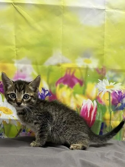 A baby small-sized male Domestic Short Hair cat named Tim O. Thee for adoption in San Antonio, TX