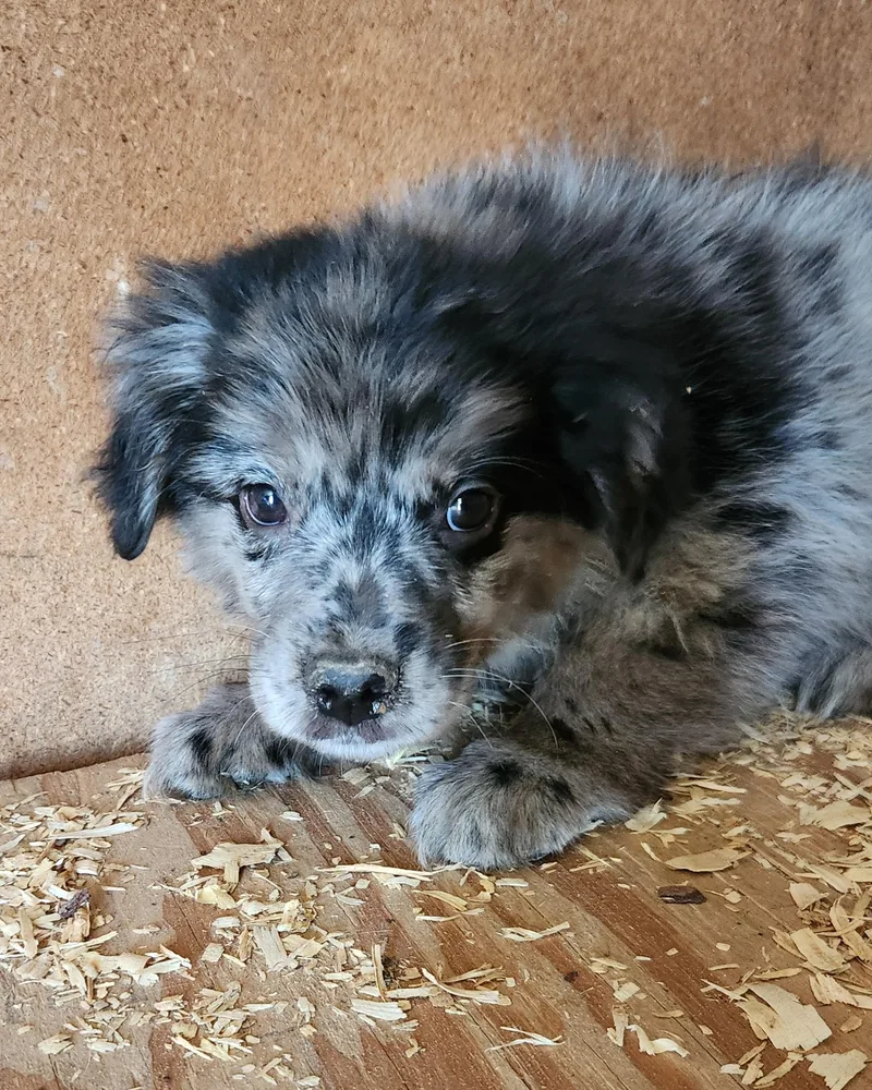 A baby medium-sized male Merle (Blue) Australian Shepherd dog named Sheldon for adoption in Liberty Center, OH