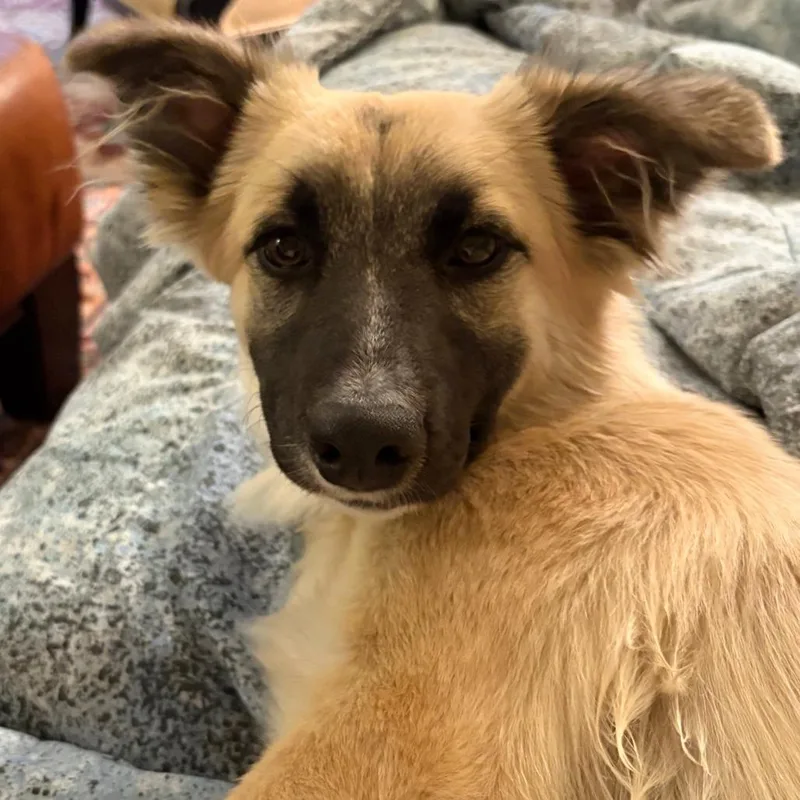 A young medium-sized female Yellow / Tan / Blond / Fawn Australian Shepherd dog named Ruby for adoption in Pleasanton, CA