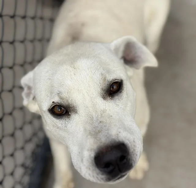 A young medium-sized male Labrador Retriever dog named Zumba for adoption in Tulsa, OK