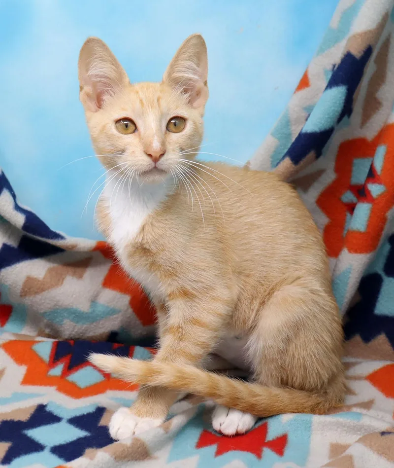 A baby medium-sized male Orange & White Domestic Short Hair cat named Alfredo for adoption in Tierra Verde, FL