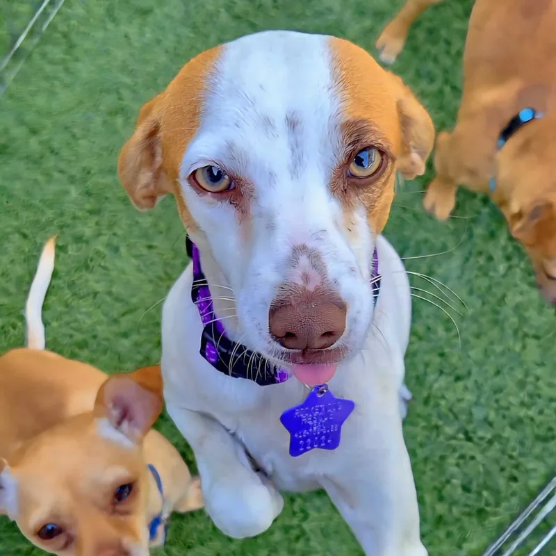 A young small-sized male White / Cream Chihuahua dog named Mozart for adoption in San Francisco, CA