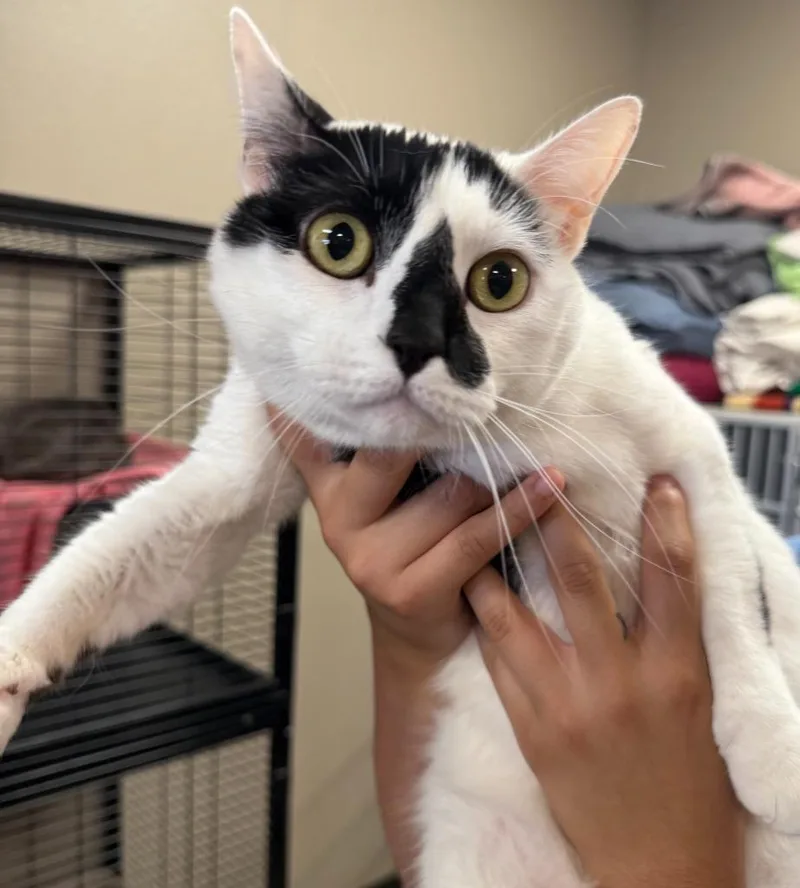 A young medium-sized male Domestic Short Hair cat named Lenny for adoption in Midland, TX