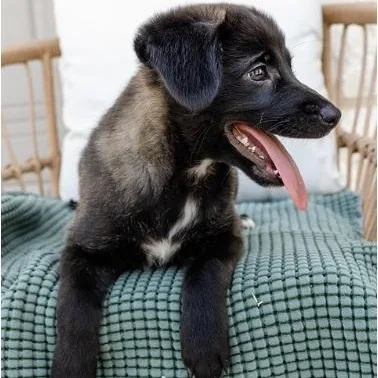 Heidi