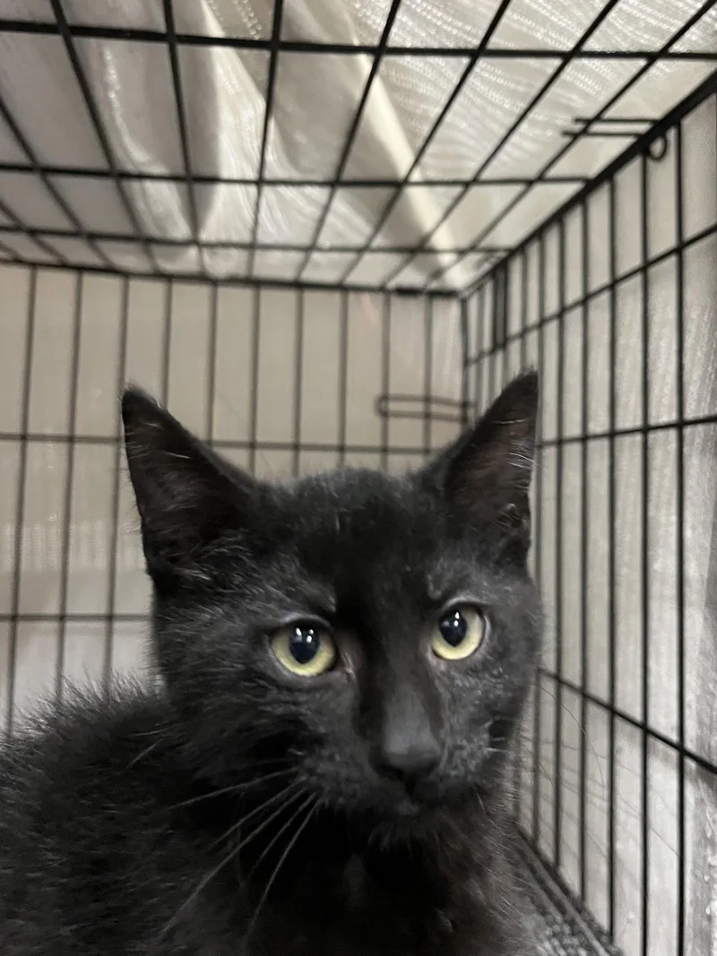 A young medium-sized male Black Domestic Medium Hair cat named Teddy for adoption in Zimmerman, MN
