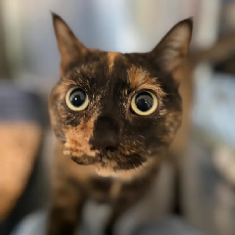 An adult large-sized female Domestic Short Hair cat named Karma for adoption in Cumming, GA