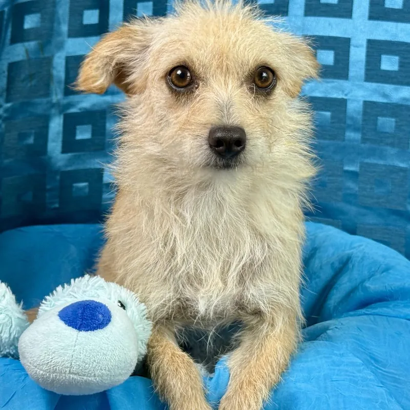 An adult small-sized female Yellow / Tan / Blond / Fawn Terrier dog named Martini Darling Terrier for adoption in Hondo, TX