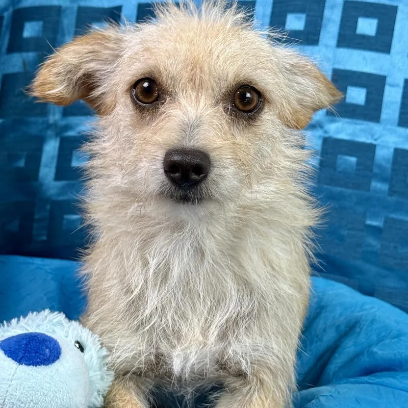 Martini  Darling Terrier thumbnail 2