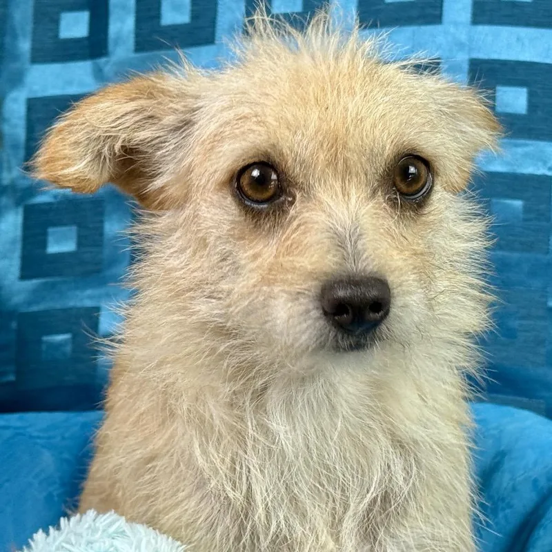 Martini  Darling Terrier thumbnail 3