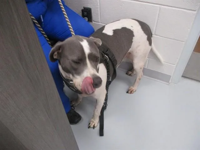 A young medium-sized male English Bulldog dog named Shadow for adoption in Ocala, FL