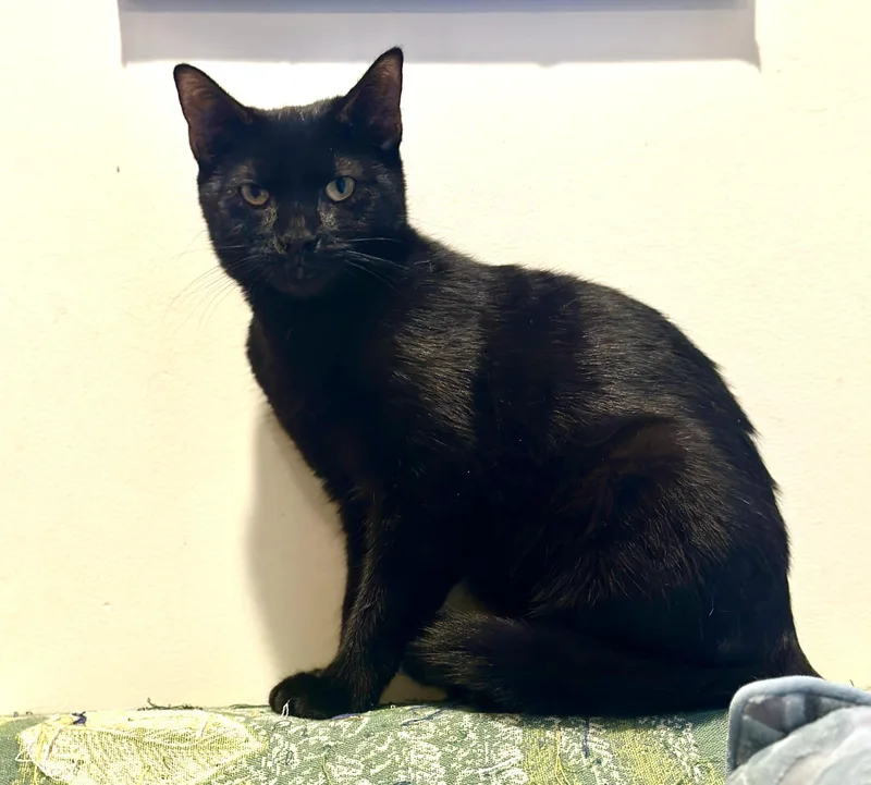 A young medium-sized female Black Domestic Short Hair cat named Potato Chip for adoption in New York, NY