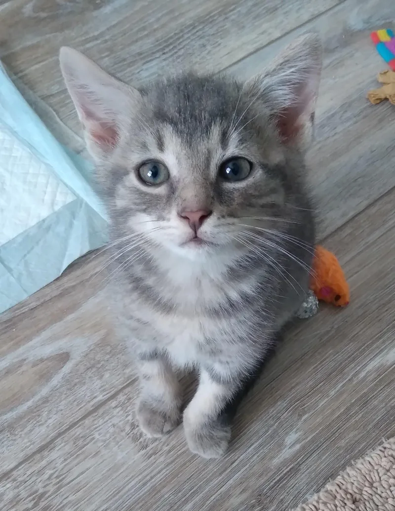A baby medium-sized male Tabby (Gray / Blue / Silver) Tabby cat named Little Buddy for adoption in Nashville, TN