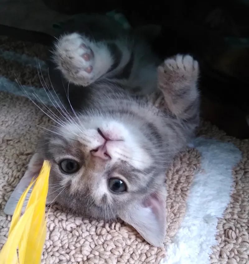 Little Buddy thumbnail 3