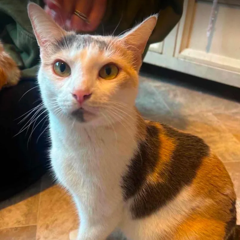 A young small-sized female Calico Domestic Short Hair cat named Myra for adoption in Woodbury, NJ