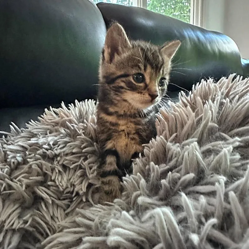A baby small-sized female Gray / Blue / Silver Domestic Short Hair cat named MSMRStray_ for adoption in Ferndale, WA