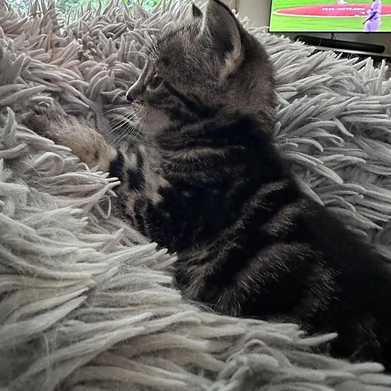 MSMRStray_ thumbnail 3
