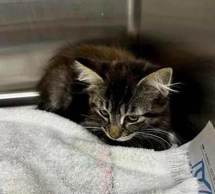 A baby small-sized male Domestic Short Hair cat named Ryder for adoption in Westland, MI