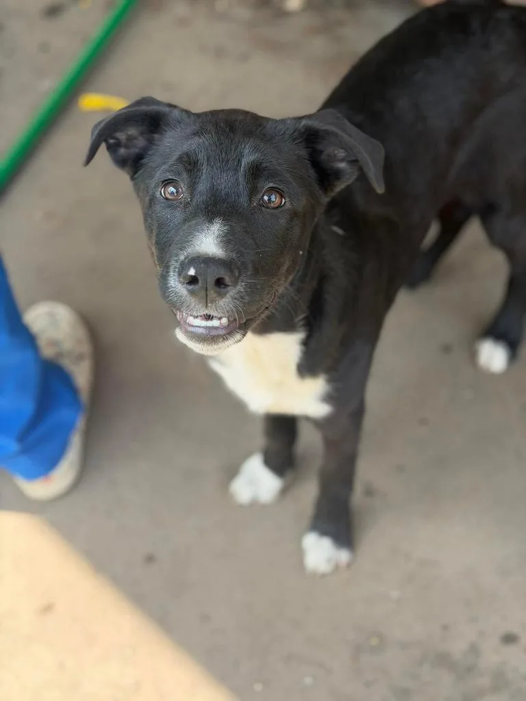 A baby large-sized male Labrador Retriever dog named Quinton for adoption in Greenfield, IN