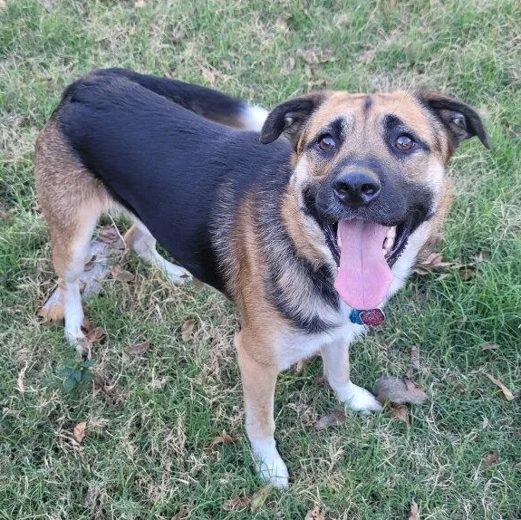 A young medium-sized male German Shepherd Dog dog named Yoshi for adoption in Krum, TX