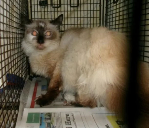 A senior large-sized female Domestic Long Hair cat named Chelo for adoption in Van Nuys, CA