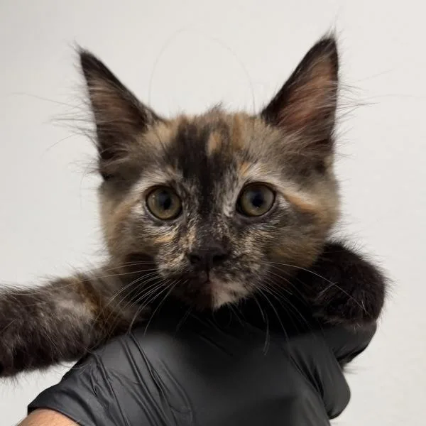 A baby small-sized female Domestic Long Hair cat named Petunia for adoption in San Diego, CA