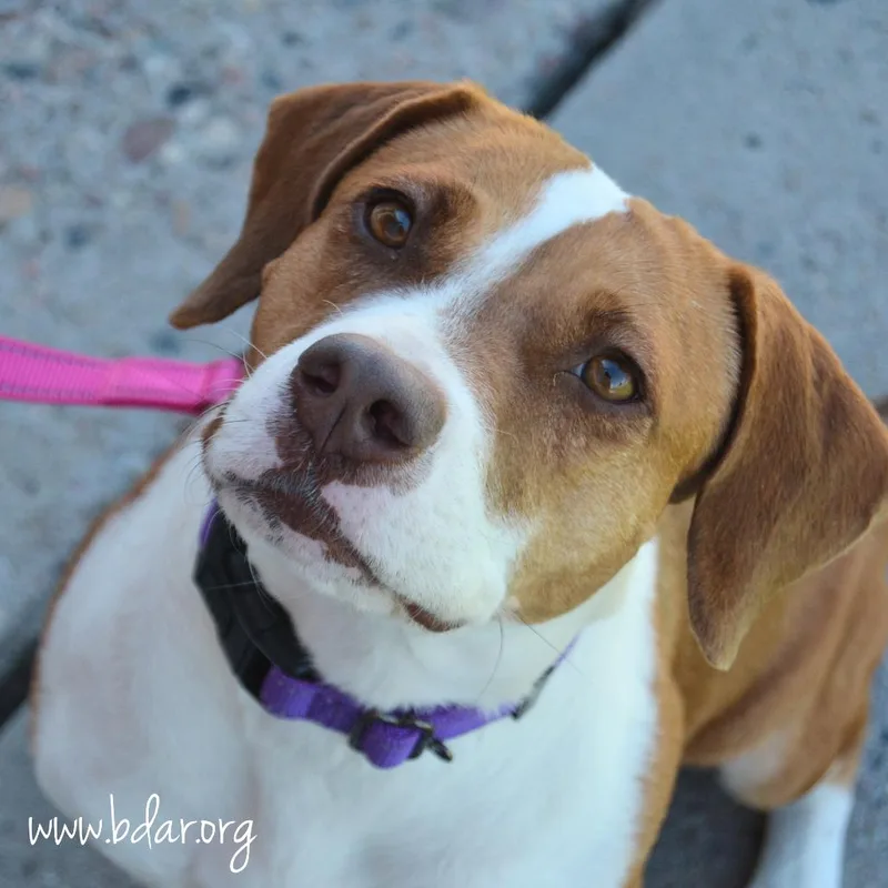 An adult medium-sized female Yellow / Tan / Blond / Fawn Beagle dog named Autumn for adoption in Cheyenne, WY