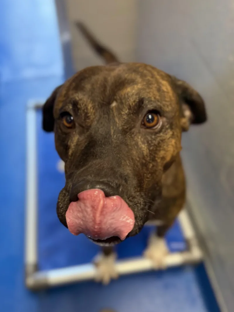 Yappy