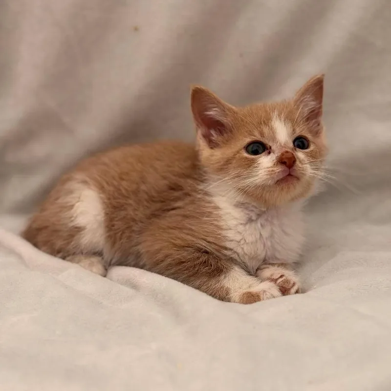 A baby small-sized male Orange / Red Domestic Short Hair cat named Spring for adoption in Forest Park, IL