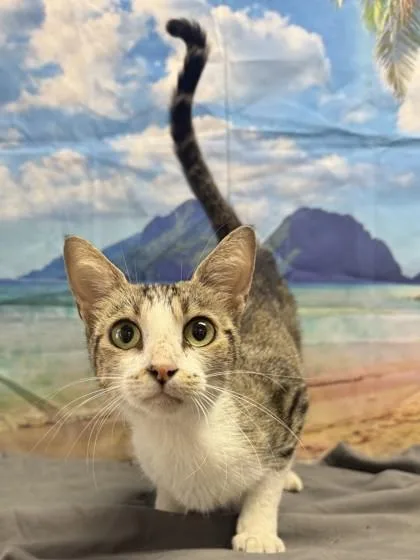 An adult medium-sized female Domestic Short Hair cat named Florence for adoption in San Antonio, TX