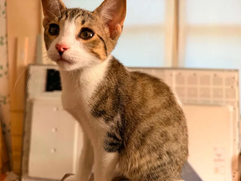 A baby medium-sized female Domestic Short Hair cat named Pixie Stix for adoption in Miami, OK