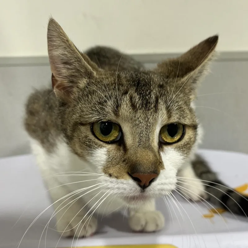 A young medium-sized female Brown / Chocolate Domestic Short Hair cat named Adele for adoption in Tampa, FL