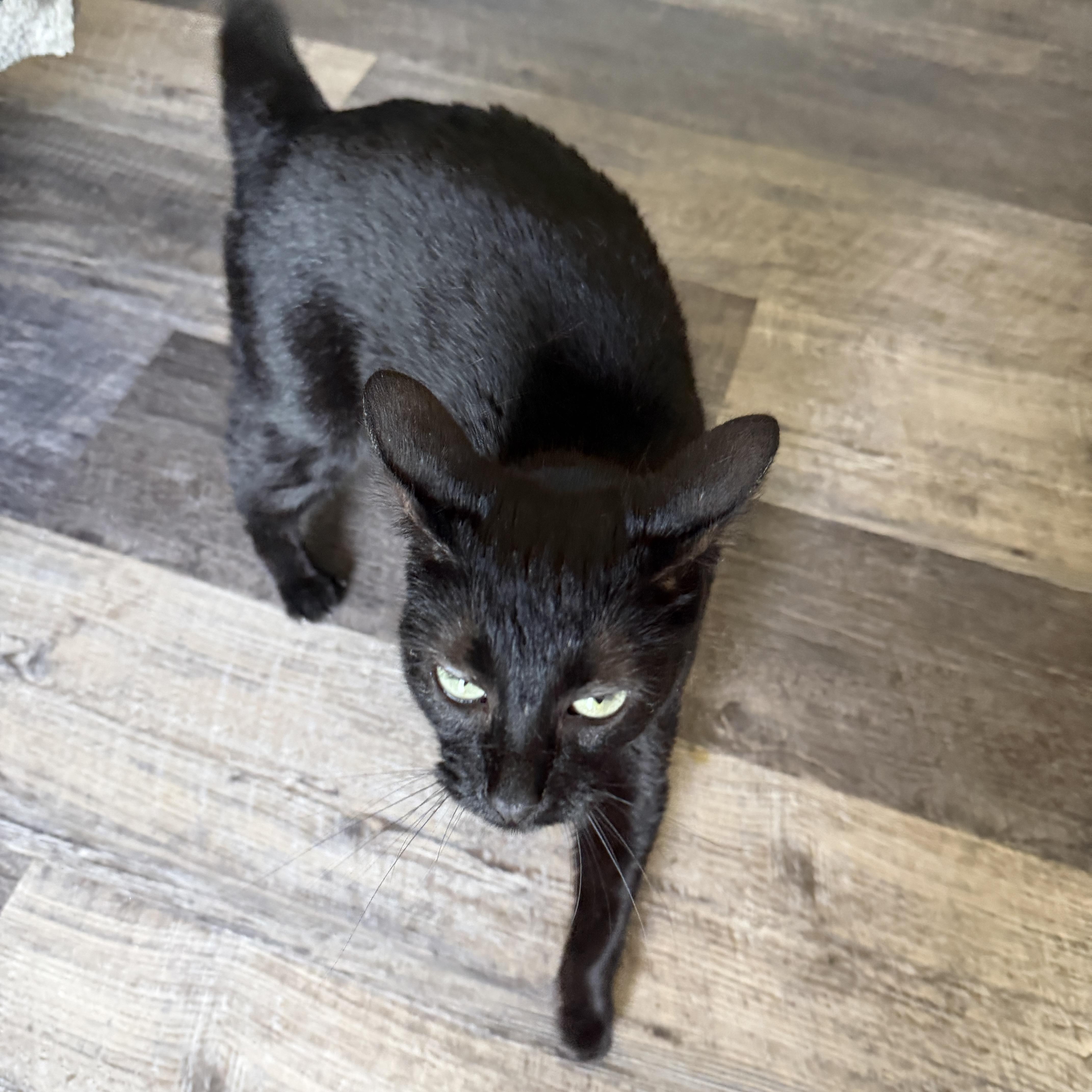 A young small-sized female Black Bombay cat named Lily for adoption in Liverpool, TX