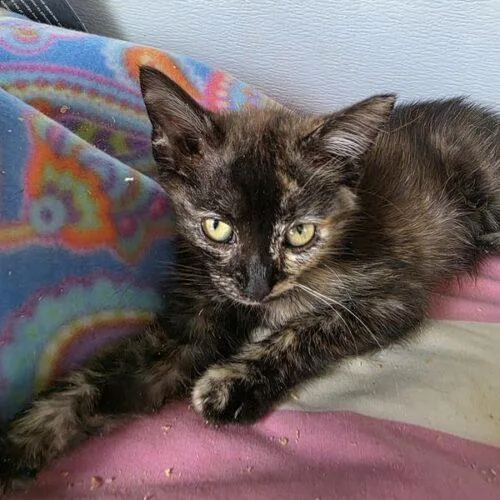 A baby small-sized female Tortoiseshell Domestic Short Hair cat named Tosca for adoption in Tampa, FL