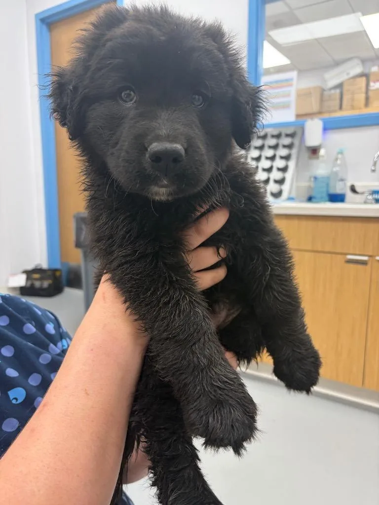 A baby small-sized male Boxer dog named Merrick for adoption in Hartsville, SC