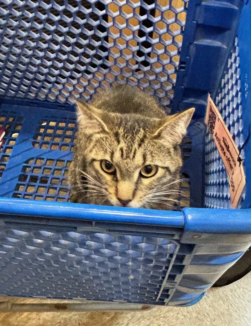 An adult medium-sized male Domestic Short Hair cat named Neptune for adoption in Wheaton, IL