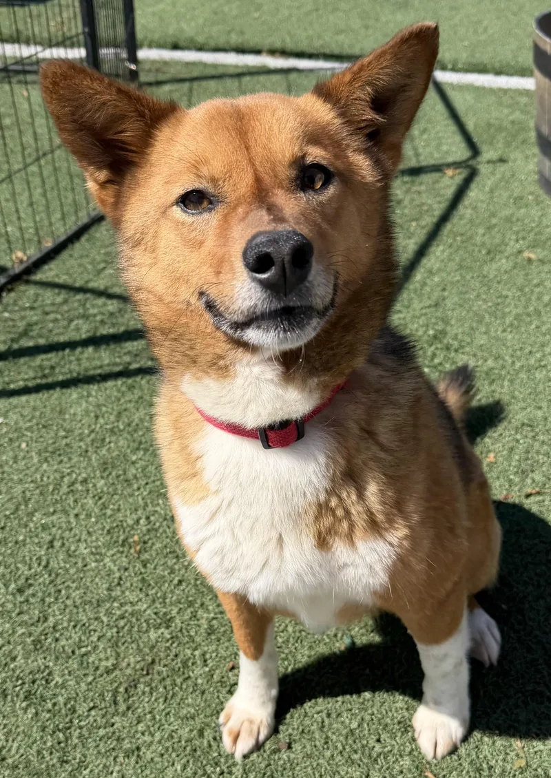 An adult medium-sized male Red / Chestnut / Orange Shiba Inu dog named Red for adoption in Owensboro, KY