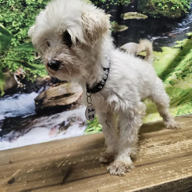 A senior small-sized male White / Cream Maltese dog named Buster for adoption in Normal, IL