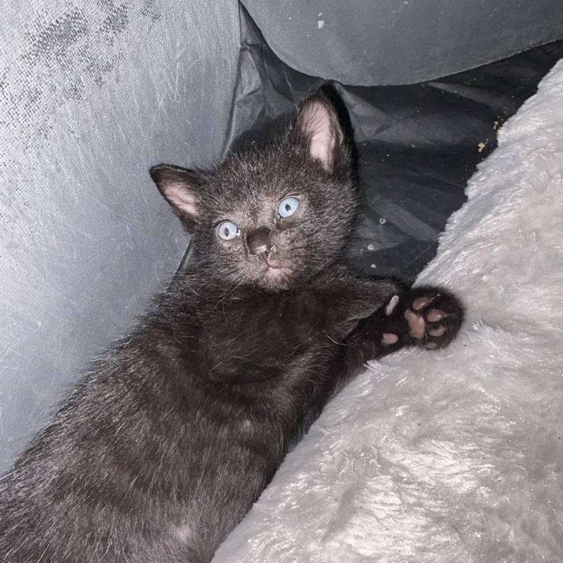 A baby medium-sized male Black Domestic Short Hair cat named Rosario for adoption in Moriches, NY