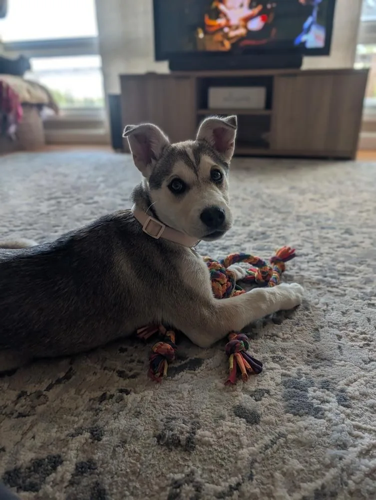 A baby medium-sized female Husky dog named Gouda Mac for adoption in Waunakee, WI