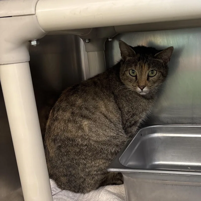 An adult medium-sized female Torbie Domestic Short Hair cat named Kinlin for adoption in Galax, VA