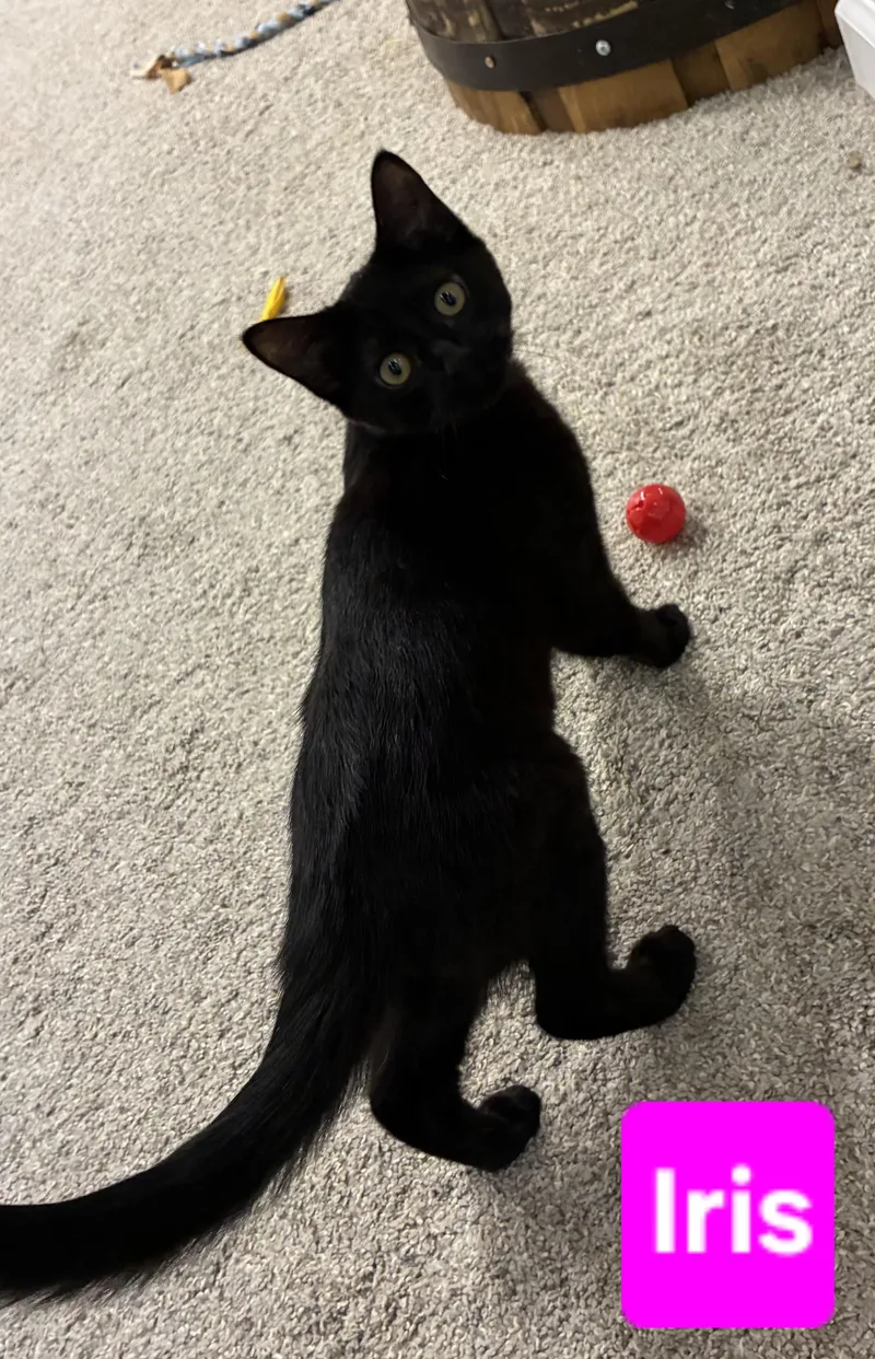 A baby small-sized female Black Domestic Short Hair cat named Iris for adoption in Brighton, MI