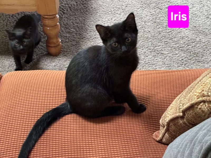 Iris thumbnail 2