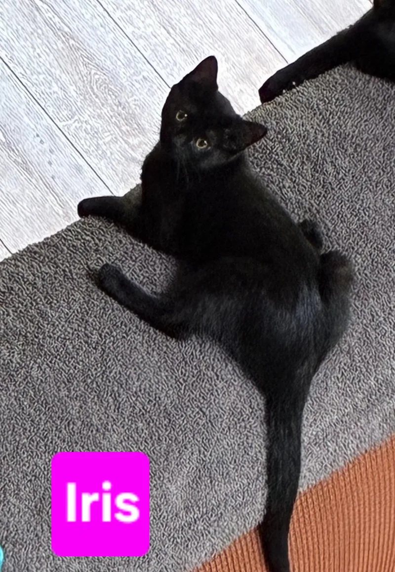 Iris thumbnail 3