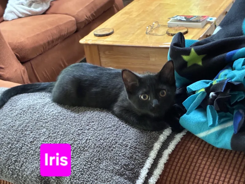 Iris thumbnail 4