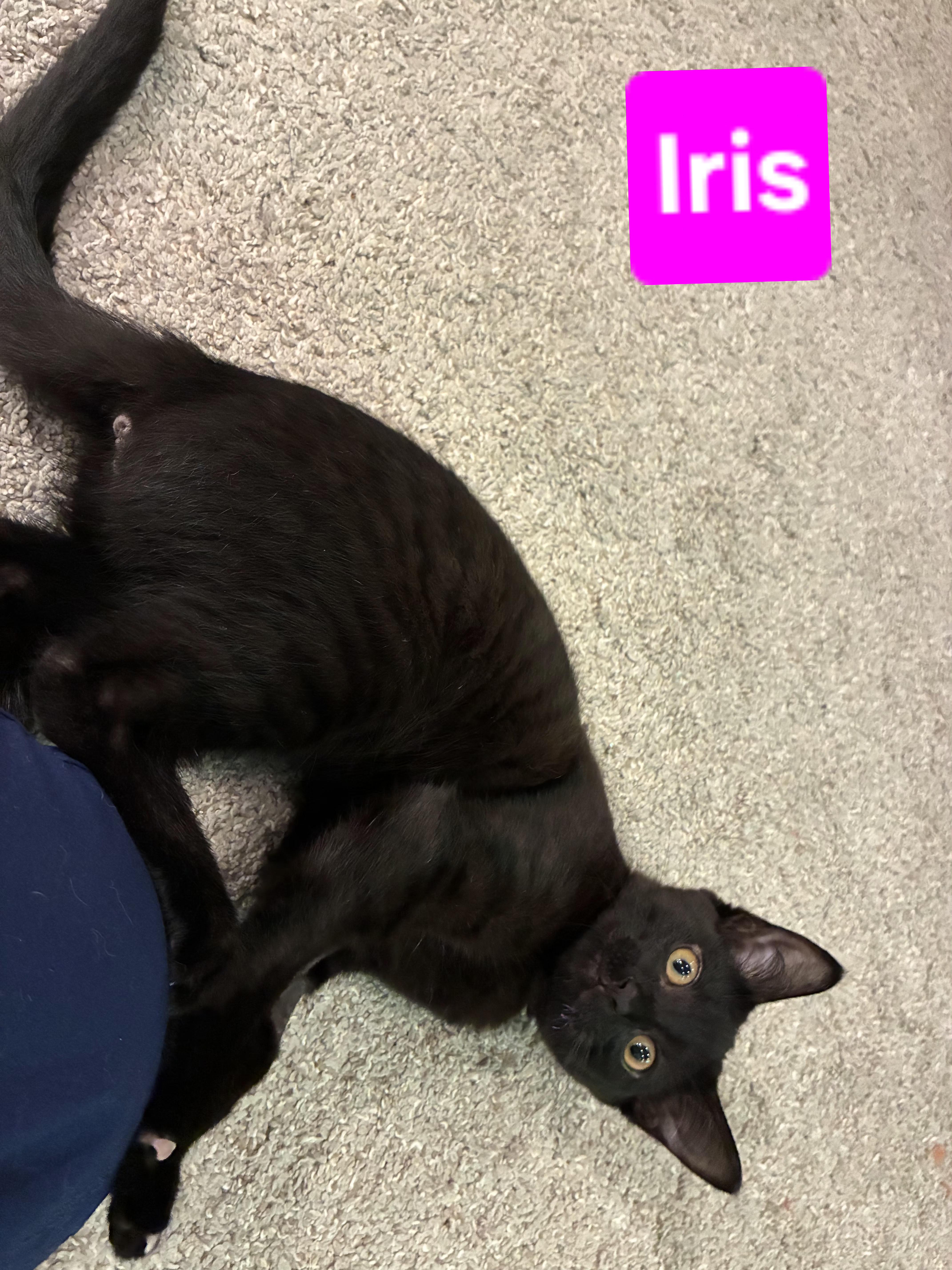 Iris thumbnail 5